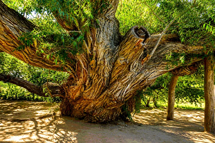 Ancient willow in Kosbastau Altyn-Emel National Park
