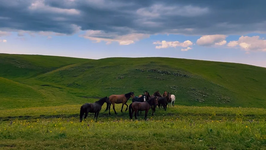 Horses grazing on green mountain pastures during a tour from Almaty