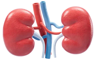 БДСМ транснерлері