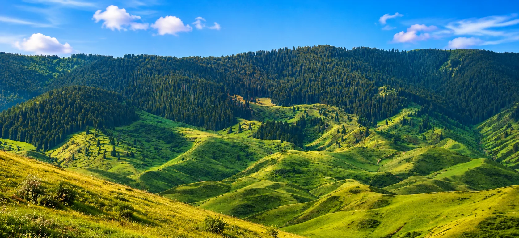 Green hills and spruce-covered slopes in the Almaty Region of Kazakhstan