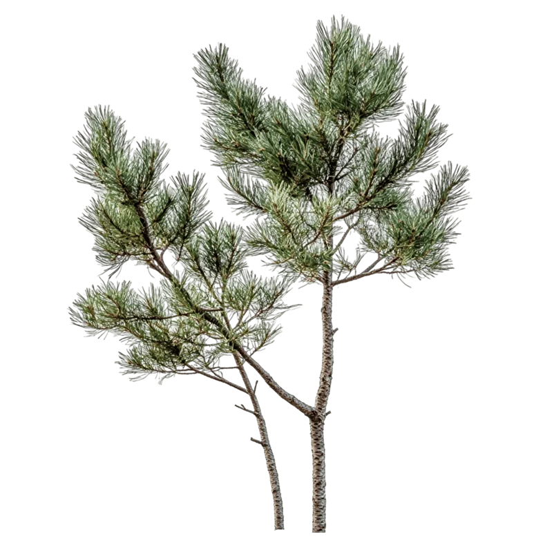 Баудағы порно клип Минетпен тұншығып қалды