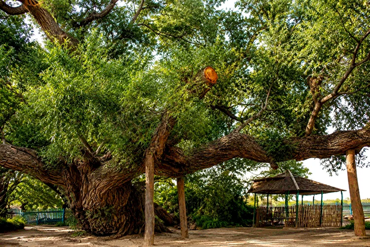 700-year-old willow in Kosbastau Altyn-Emel