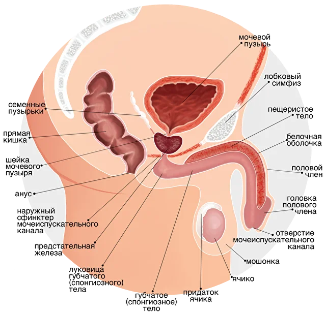 Алғаш рет қарт адаммен есекке түсу