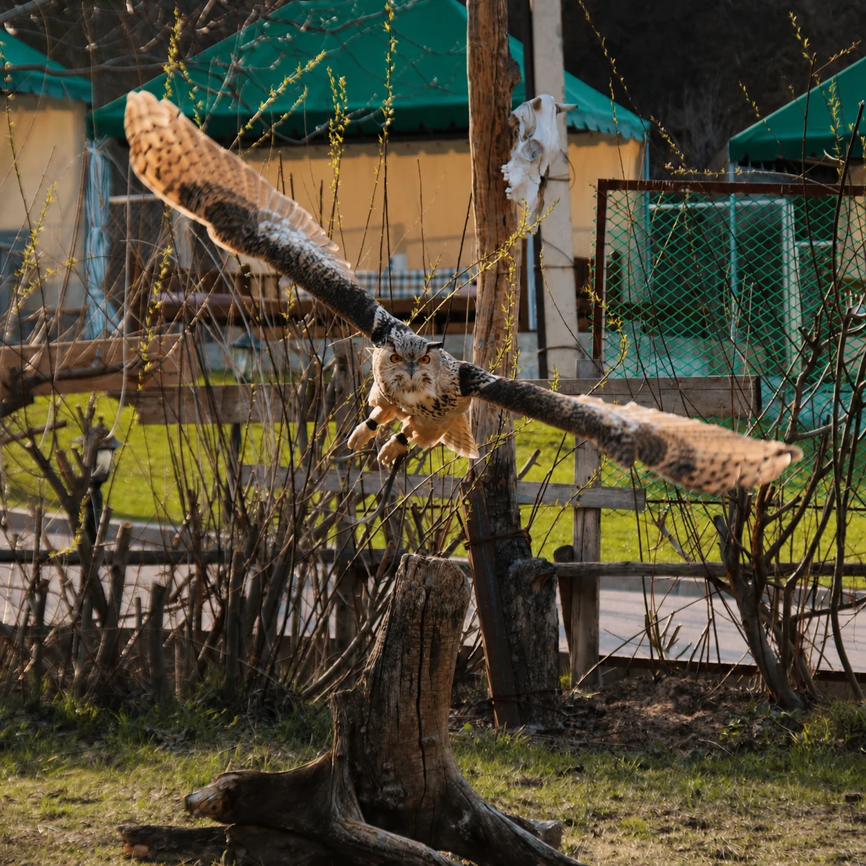 Филин в полёте